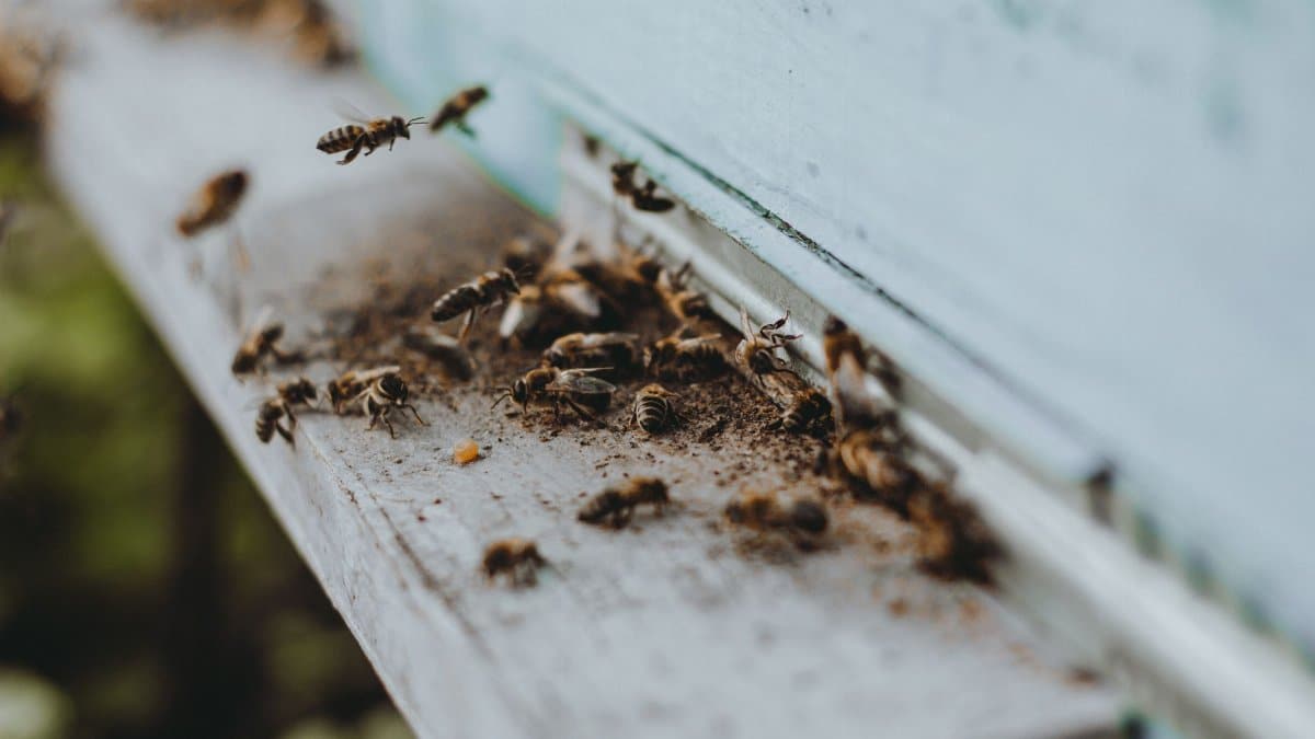 Close-up of bees entering and exiting a hive, showcasing insect interaction.