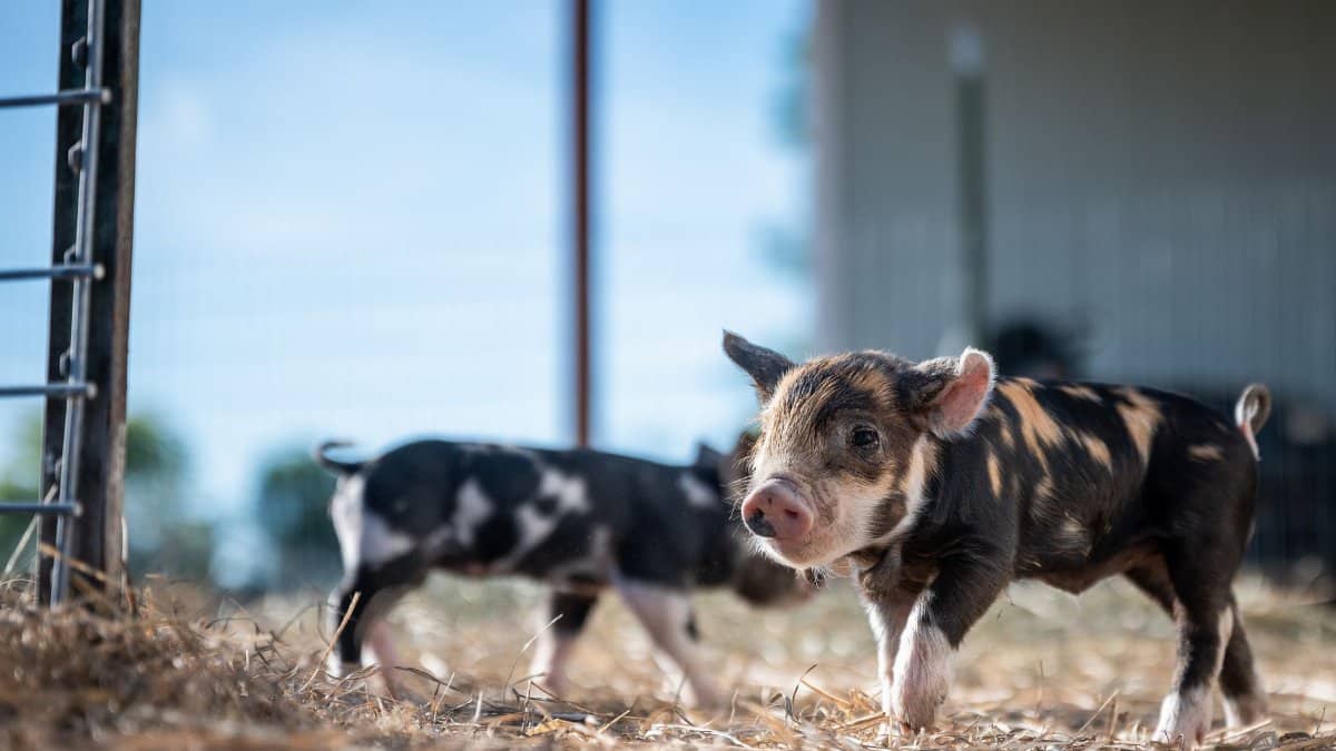 Adorable small spotted piglet standing on dry grass on farm at sunny day