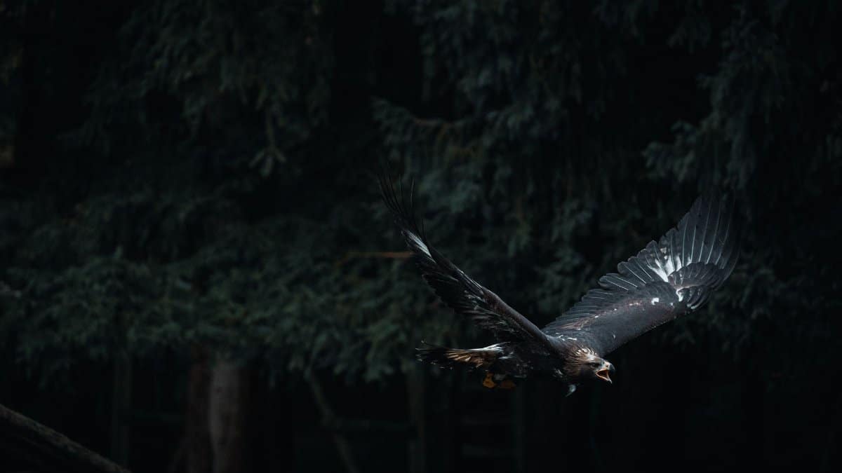 A majestic golden eagle soaring through a dark forest, wings spread wide.