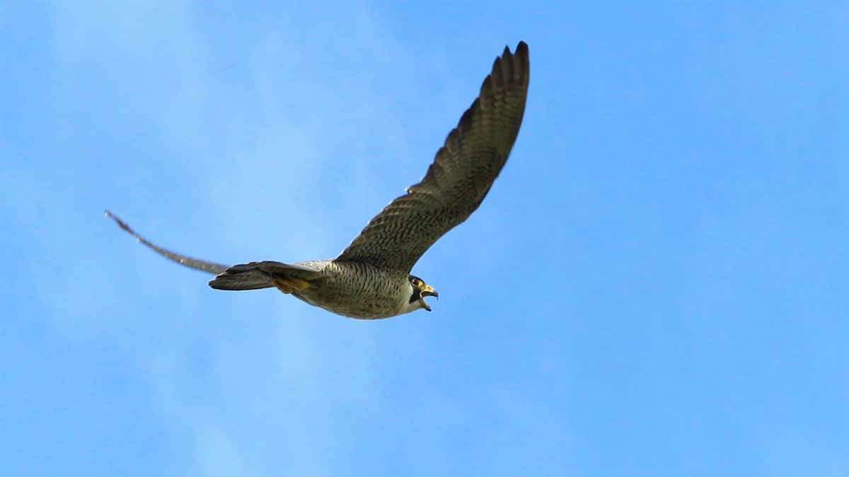 A peregrine falcon gracefully soaring through a clear blue sky, showcasing its impressive wingspan.