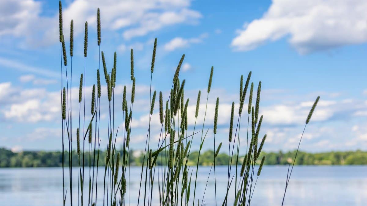 Serene view of lush grass by a lakeshore in Westborough, MA under a vibrant summer sky.