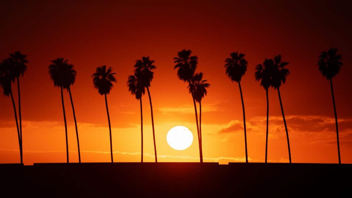 Silhouette of palm trees during a vibrant orange sunset in Redlands, California.