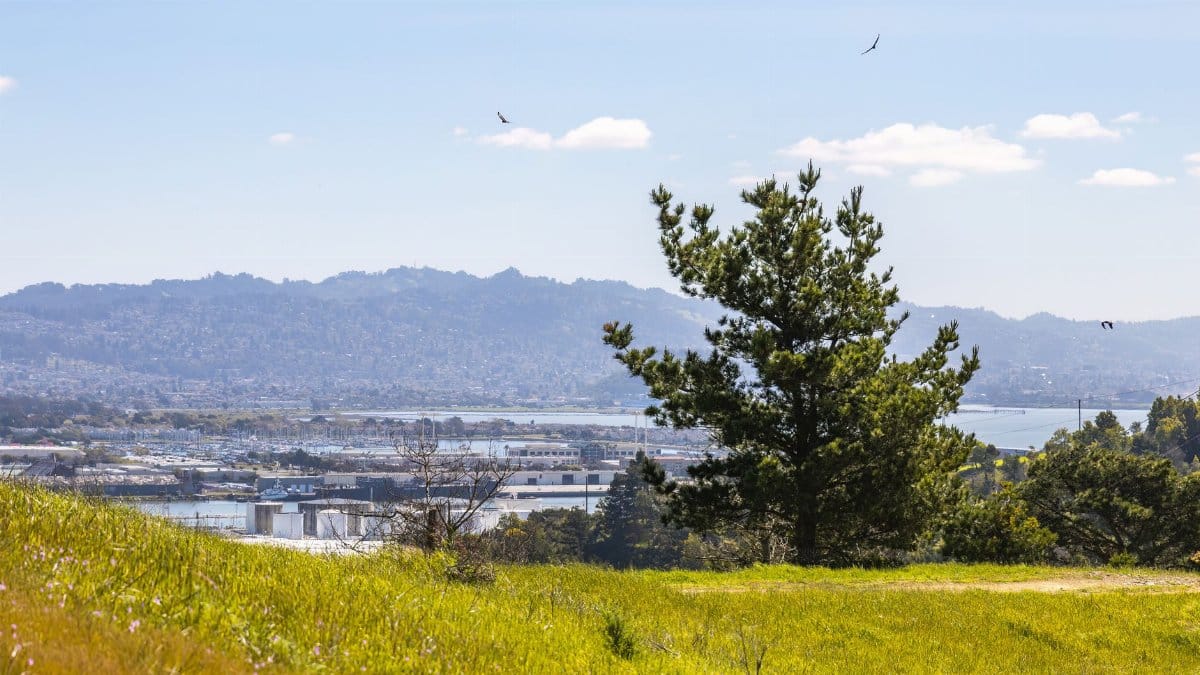 Panoramic view showcasing vibrant green landscape, a lone pine tree, and distant mountains under a clear blue sky.