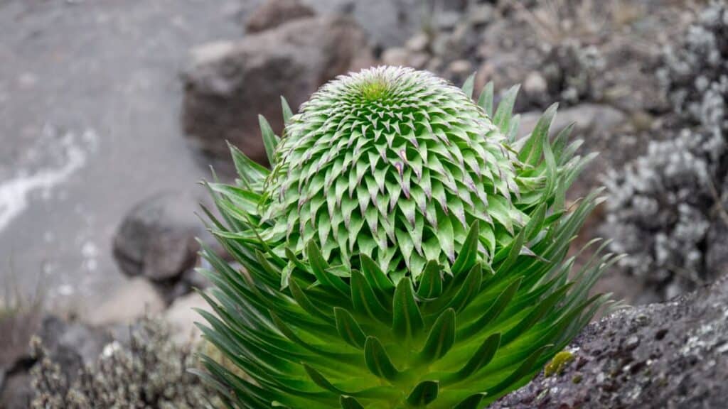 Detailed view of unique alpine plant surrounded by rocks in mountainous environment.