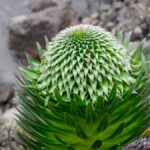 Detailed view of unique alpine plant surrounded by rocks in mountainous environment.