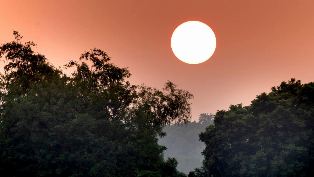 Spectacular scenery of bright orange sky with sun over lush green trees at sundown