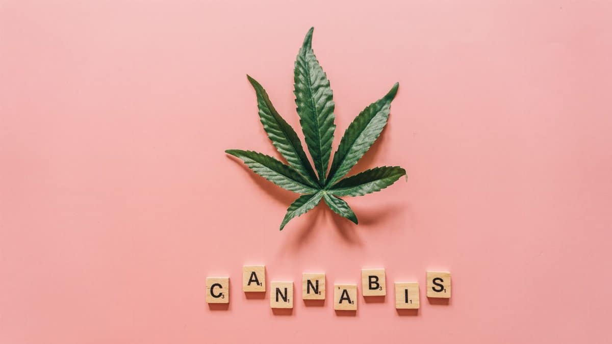 Flat lay of a cannabis leaf with wooden letters spelling 'cannabis' on pink.