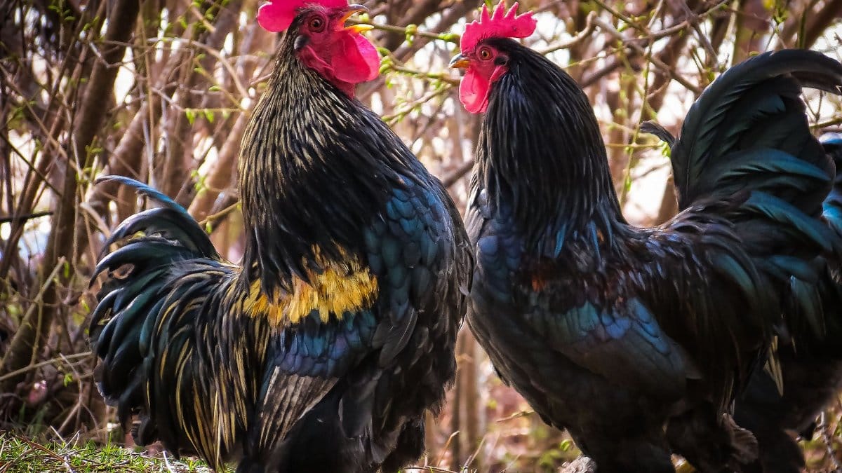 Close-up of two vibrant black roosters in a natural rural setting with lush foliage.