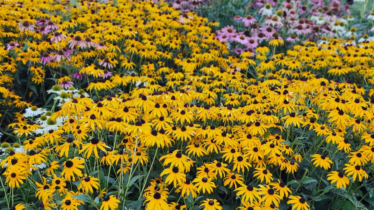 A field of bright Black-eyed Susans and coneflowers in Laval, Quebec captivates with vibrant summer colors.