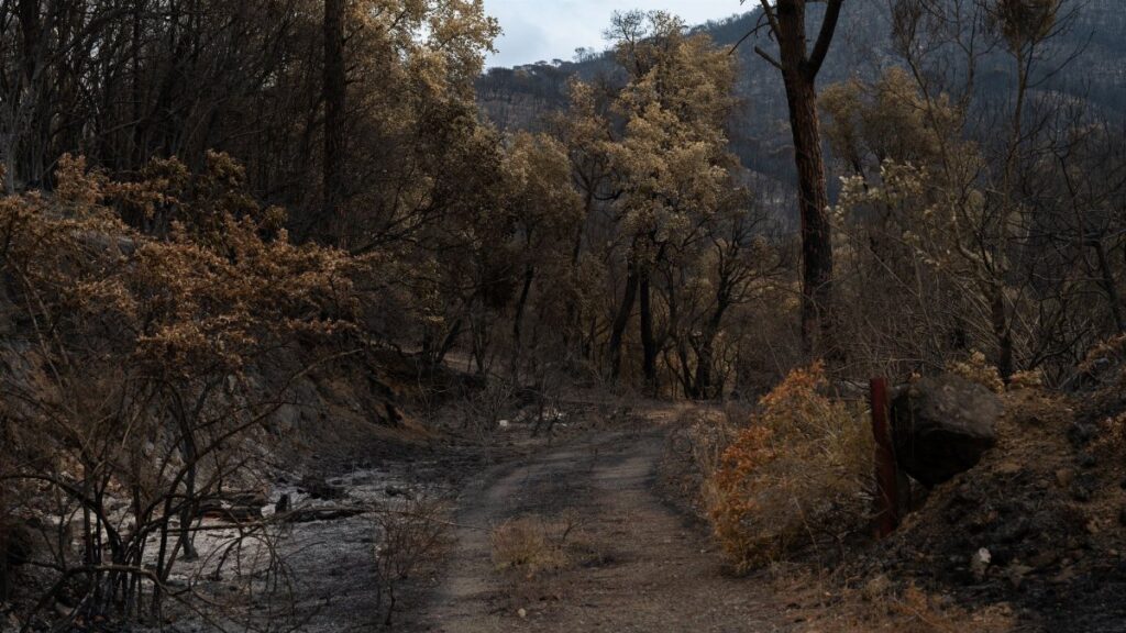 A path through a forest burned by wildfire, showing charred trees and regrowth.