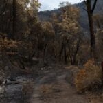 A path through a forest burned by wildfire, showing charred trees and regrowth.