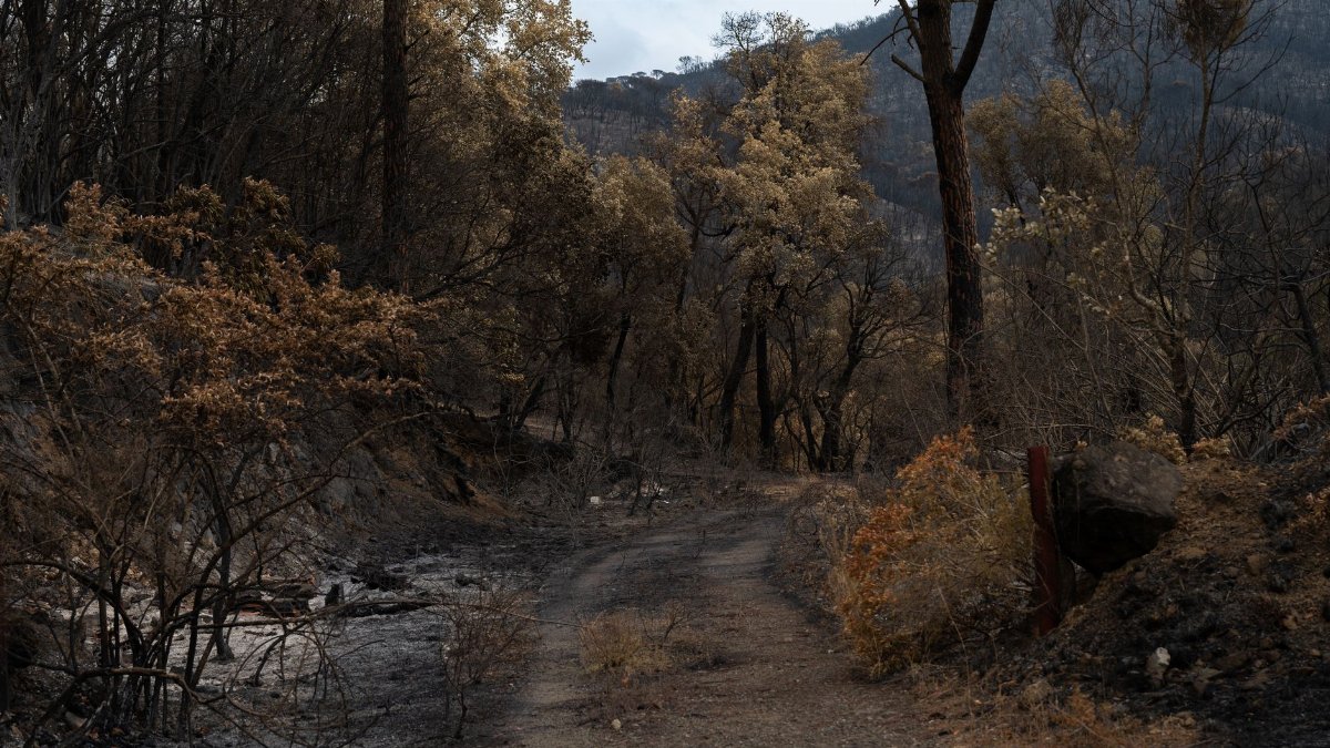 A path through a forest burned by wildfire, showing charred trees and regrowth.