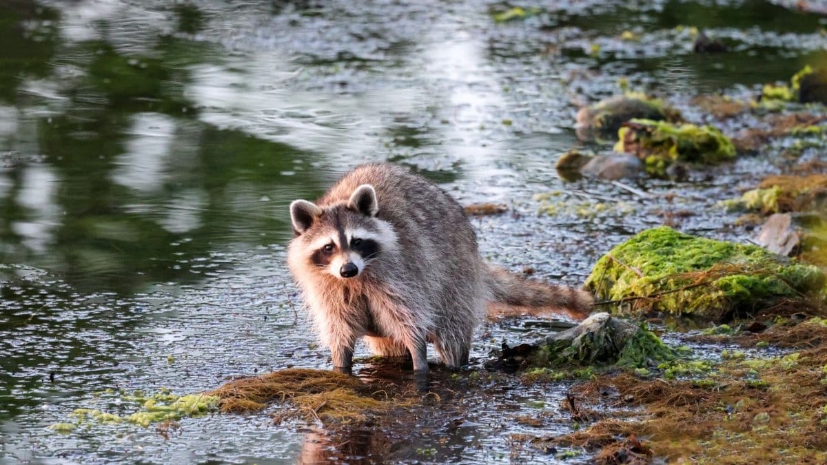 A raccoon stands on a mossy riverbank, captured in its natural habitat with tranquil water reflections.