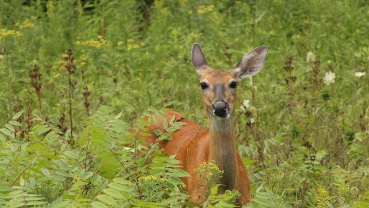 A deer stands amidst lush green foliage, showcasing wildlife in its natural habitat.