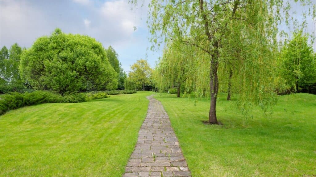 Narrow cobblestone path in park with fresh verdant grass and trees under tranquil blue cloudy sky