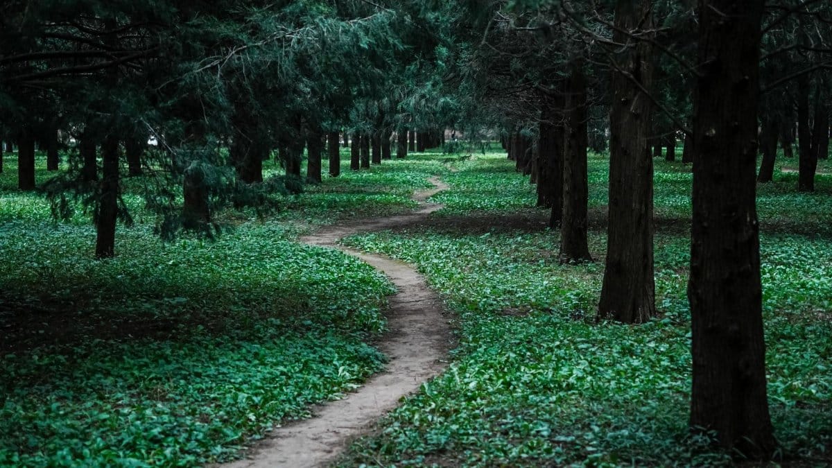 Tranquil forest path surrounded by tall trees and vibrant green foliage, perfect for nature exploration.