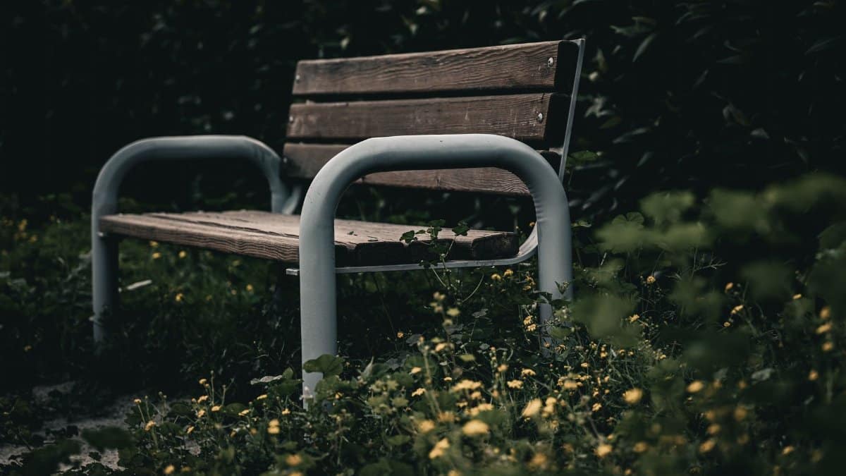 Serene wooden bench surrounded by greenery in a Kuwait City park.