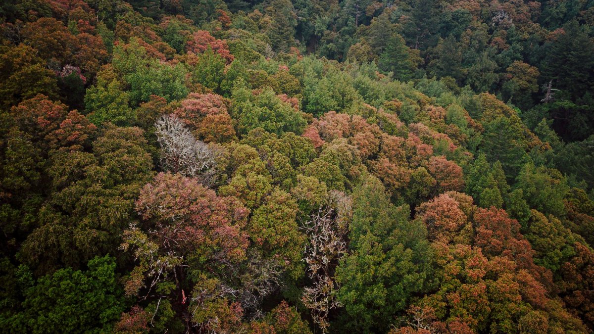 Stunning aerial view of colorful autumn leaves in a dense forest canopy.