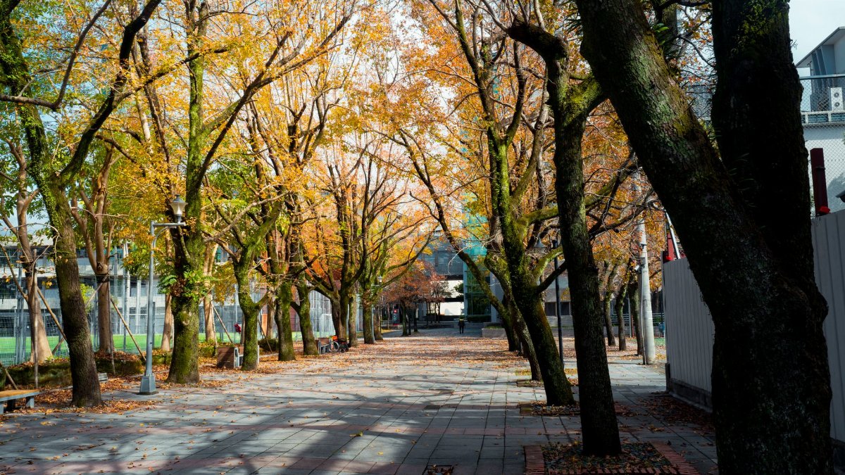 Tranquil autumn scene in Taipei's city park, featuring golden foliage and a quiet pathway.