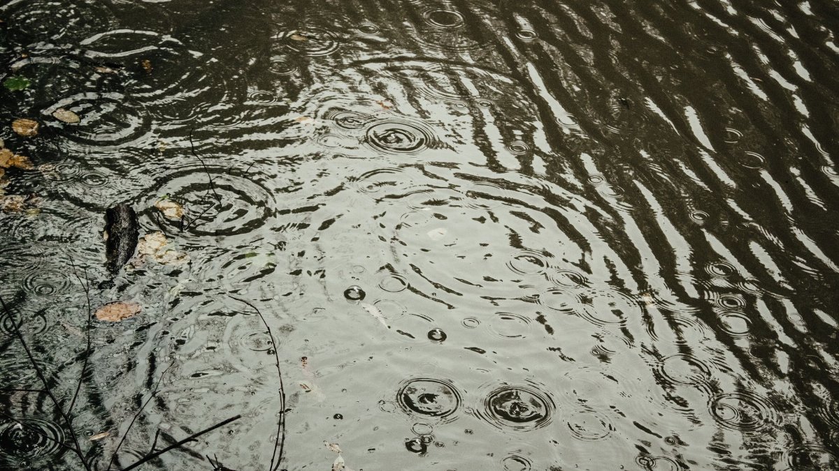 Close-up of raindrops creating ripples on a pond in İstanbul, Türkiye.