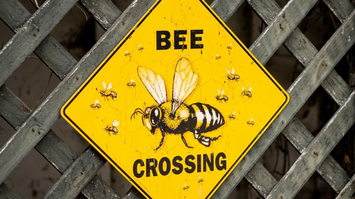 Close-up of a bee crossing warning sign on a wooden lattice background.