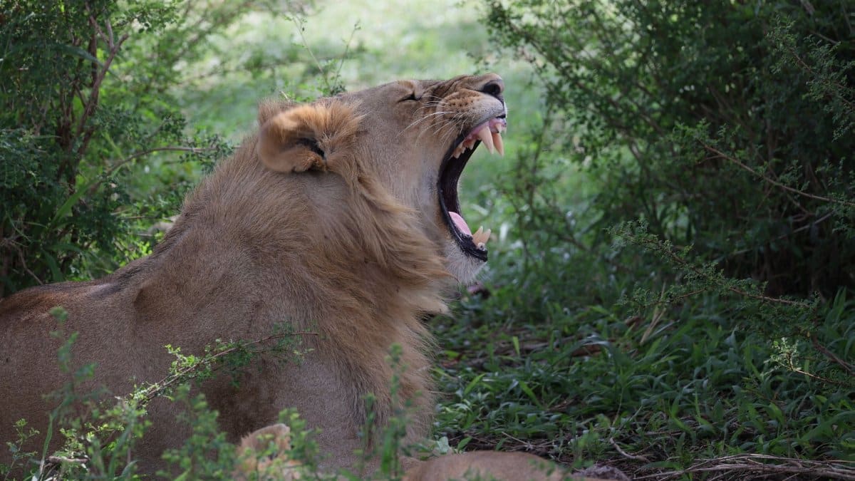 A powerful lion roaring amidst lush greenery, showcasing its majestic presence.