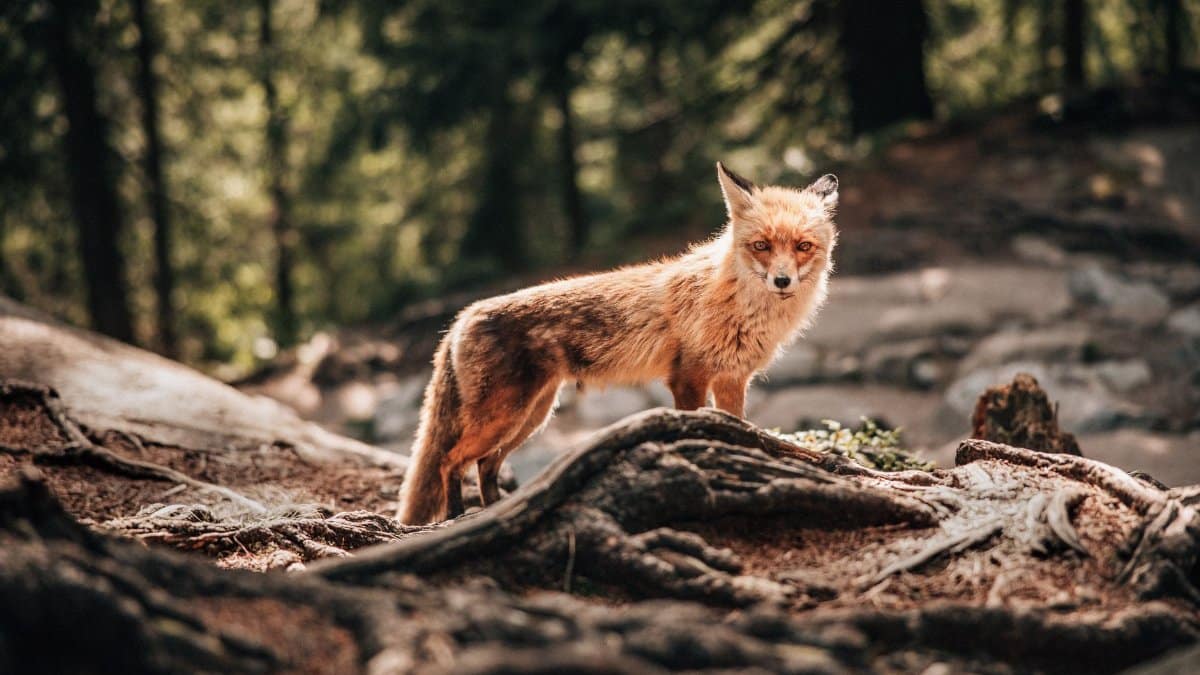 Red fox standing gracefully on forest roots in Vysoké Tatry.