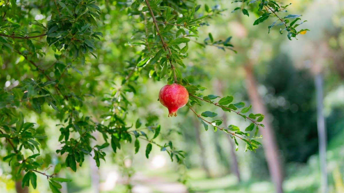 A vibrant red pomegranate fruit hanging from a branch in a lush green garden, captured on a sunny day.