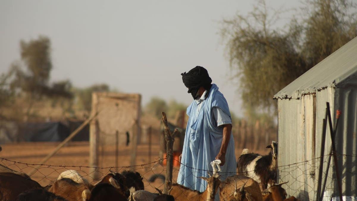 A farmer tends to goats in a rural outdoor setting, showcasing traditional attire and cultural lifestyle.