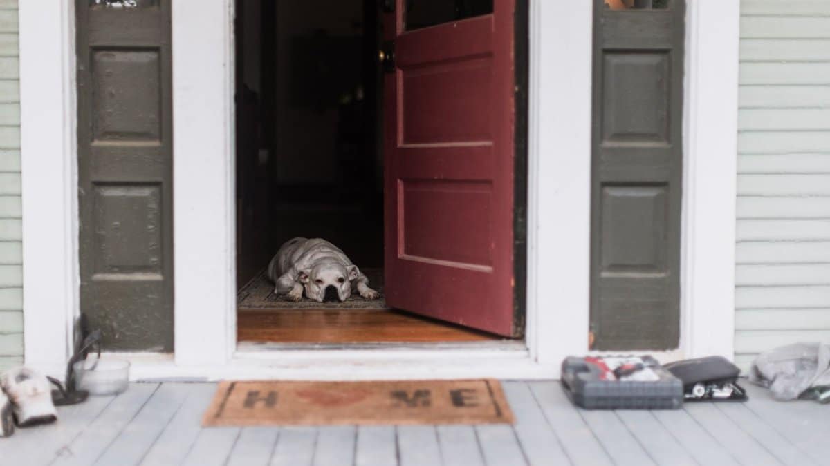 A dog lying on a porch entrance with an open door, creating a welcoming home scene.