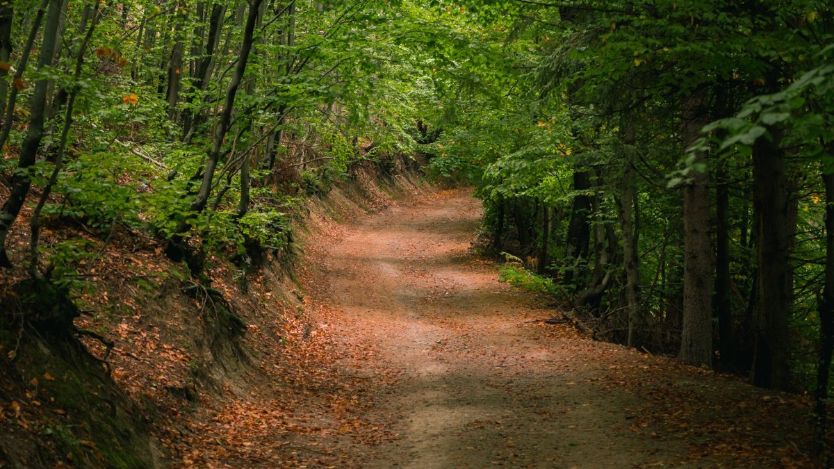 Empty narrow path covered with dry foliage of last year going through thick foliaceous green forest in summer