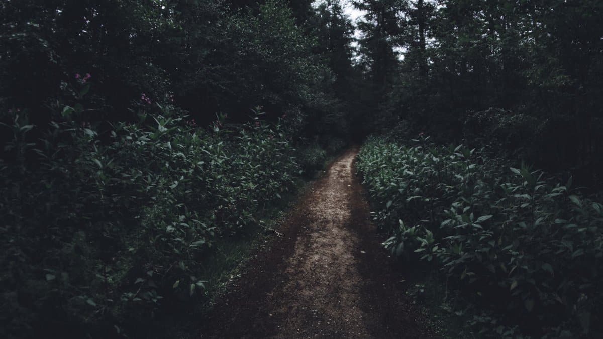 Explore a dark and narrow forest path surrounded by dense green foliage in a serene outdoor setting.