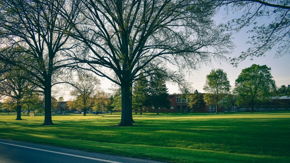 A tranquil outdoor scene with large trees and distant buildings in a sunny park.