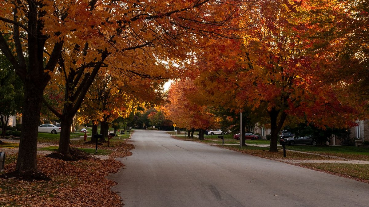 Quiet neighborhood street lined with colorful autumn trees and scattered fallen leaves.