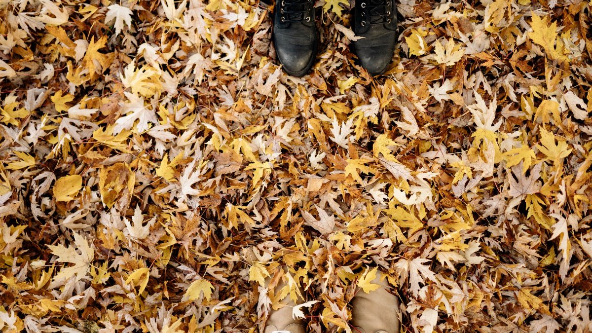 Aerial view of shoes on a bed of colorful autumn leaves, capturing the fall season's essence.