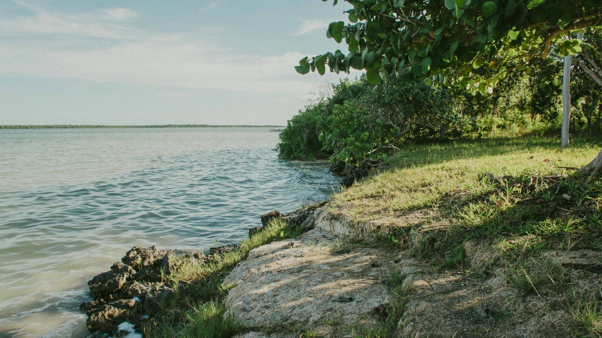 Peaceful shoreline with clear water and vibrant greenery under a sunny sky.