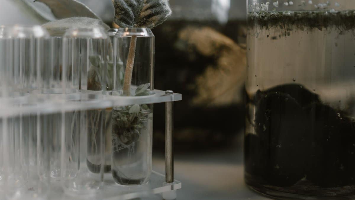 Close-up of green plant samples in test tubes, perfect for biotechnology and science themes.