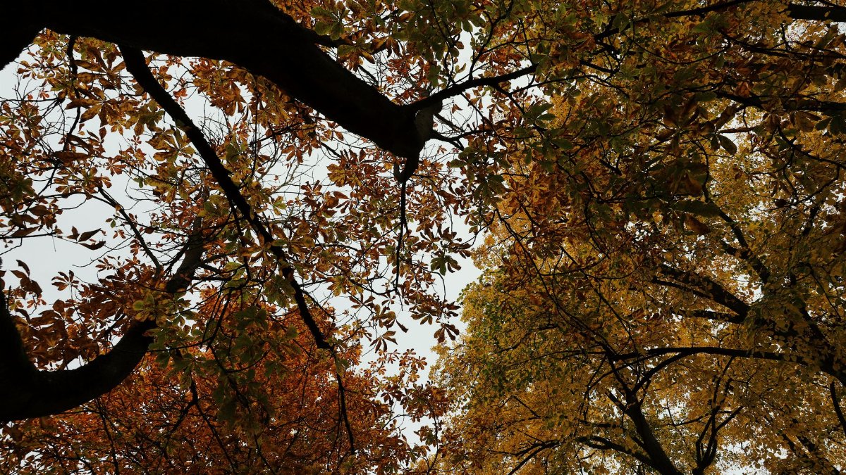 Looking up through colorful autumn leaves in a tranquil forest setting.