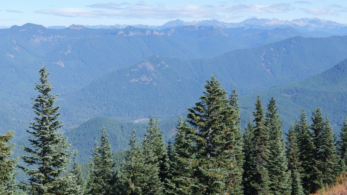 Breathtaking view of evergreen forest and distant mountain range.