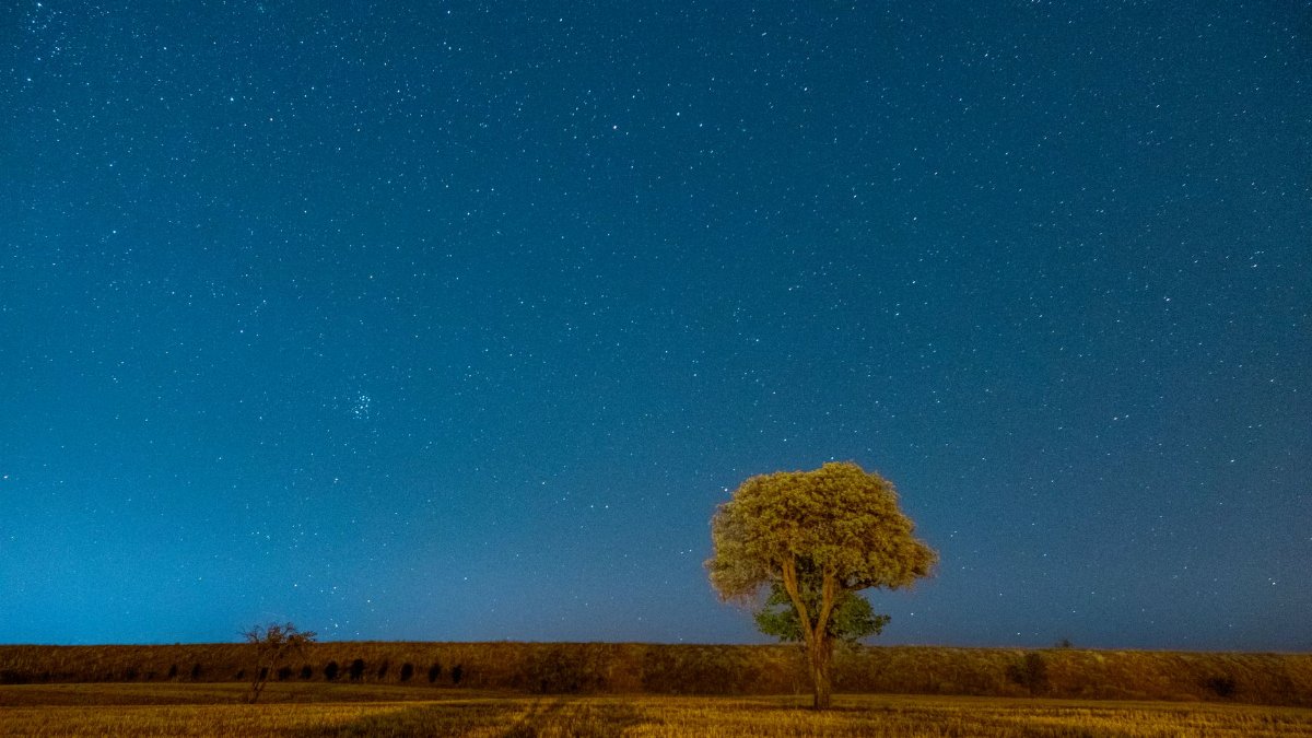 Solitary tree in field beneath a vast star-filled night sky, showcasing nature's beauty.