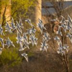 A vibrant flock of seagulls flying in springtime over Wabasha, Minnesota.