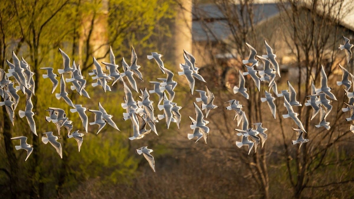 A vibrant flock of seagulls flying in springtime over Wabasha, Minnesota.