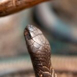 Detailed close-up of a cobra snake showcasing its scales and alert posture in a natural setting.