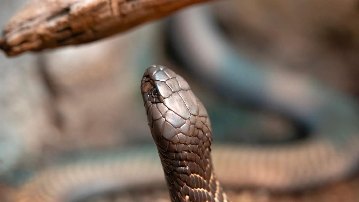 Detailed close-up of a cobra snake showcasing its scales and alert posture in a natural setting.