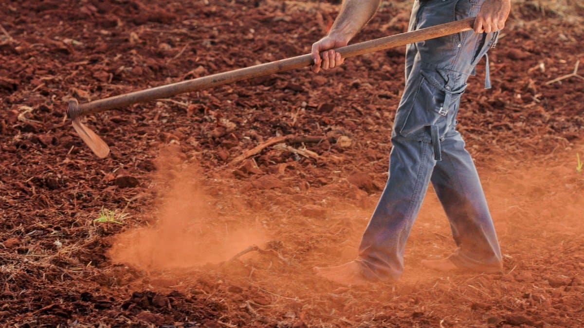 Barefoot farmer working the land in denim jeans, tilling red soil with a hoe in the rural countryside.