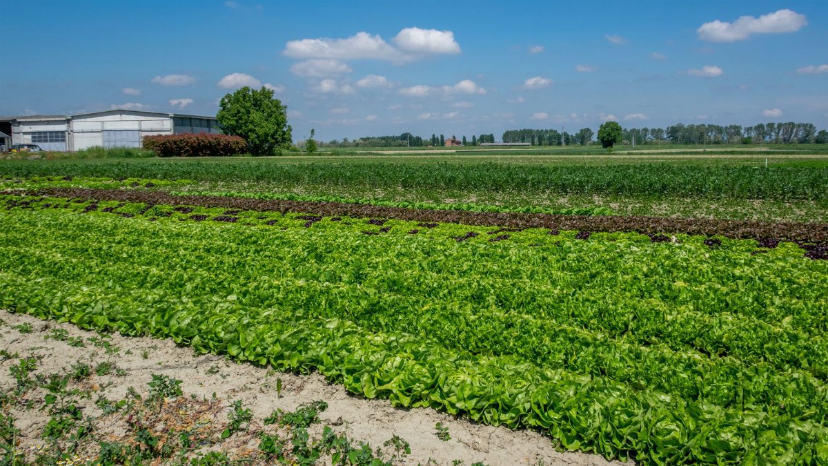 Vibrant agricultural landscape in Castellazzo Bormida, showcasing lush lettuce fields under a clear sky.