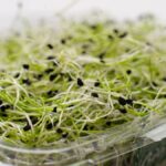 Crisp and nutritious alfalfa sprouts neatly packed for a healthy diet.