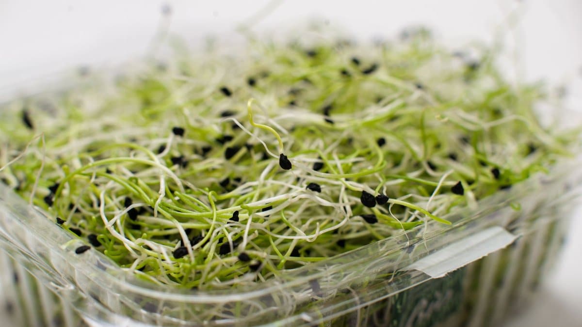 Crisp and nutritious alfalfa sprouts neatly packed for a healthy diet.