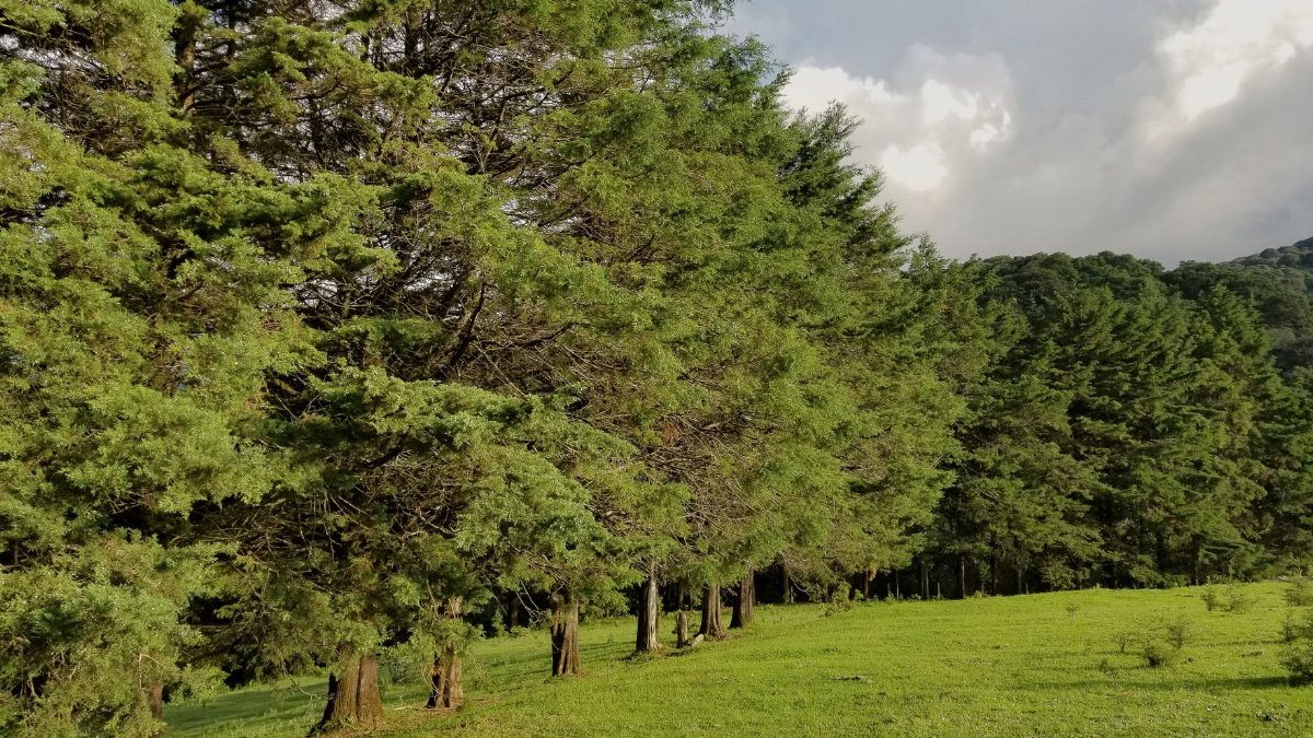 Verdant forest scene in Álvarez, S.L.P., Mexico showcasing dense green trees and a grassy field.