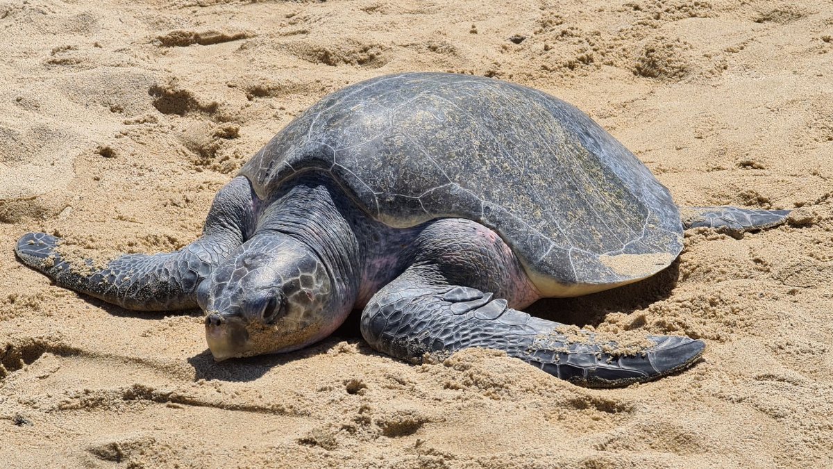 Close-up of an Olive Ridley sea turtle resting on the golden sands of a Mexican beach.